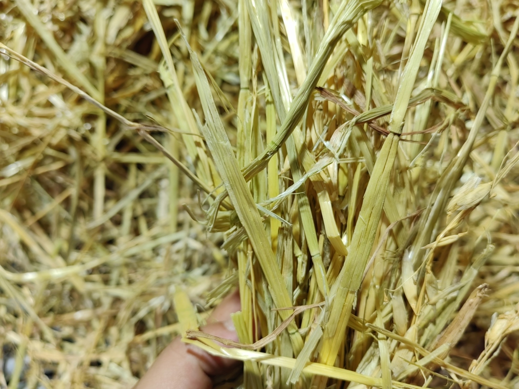 Oat Hay