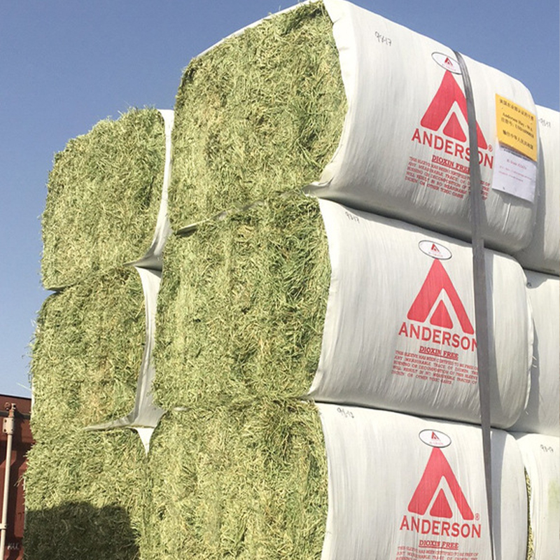 Alfalfa grass