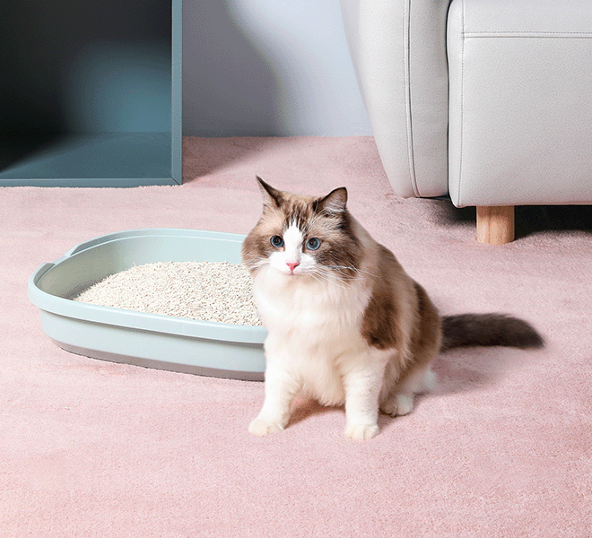Pet litter business