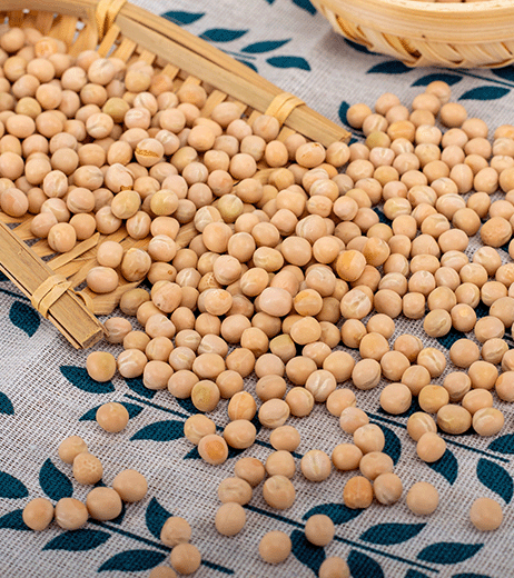 Plant Protein