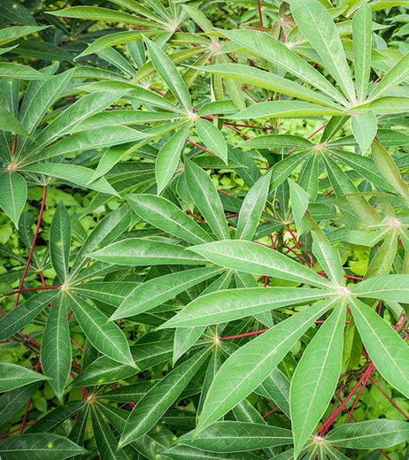 Cassava series