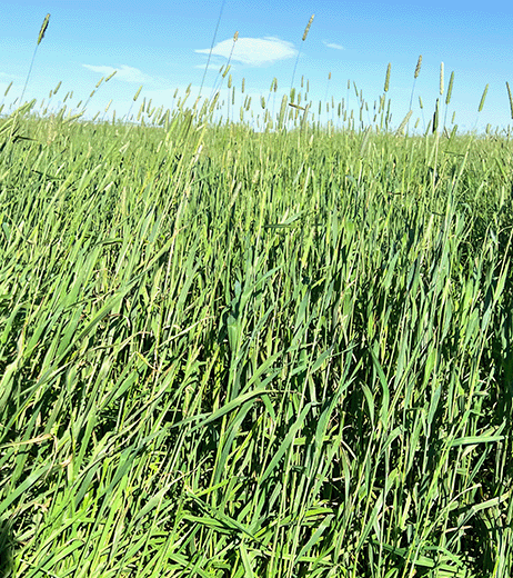 Plant Fiber